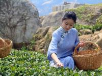 观海实拍：春天的第一杯香茗！崂山茶开始采摘啦
