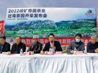观海实拍：春天的第一杯香茗！崂山茶开始采摘啦