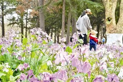 公园有了“新功能” 景区摆上“新花样”