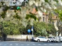 最美人间四月天，来老城区品街角那抹丁香