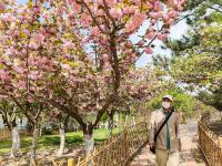 观海赏樱⑤|踏春好去处，青岛这处雕塑园里樱花烂漫