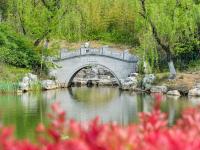 各色牡丹+江南园林，这座国学公园等你来