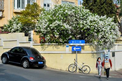 最美人间四月天，来老城区品街角那抹丁香