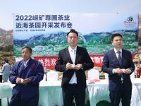 观海实拍：春天的第一杯香茗！崂山茶开始采摘啦