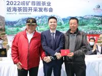观海实拍：春天的第一杯香茗！崂山茶开始采摘啦