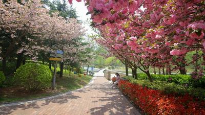观海赏樱⑥|骑行、垂钓、散步……你选哪样？李村河畔，美哉