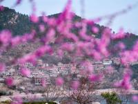 这是哪里的世外桃源？春风十里黄山村