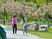 观海赏樱⑤|踏春好去处，青岛这处雕塑园里樱花烂漫
