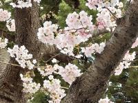 “樱花隧道”，来了