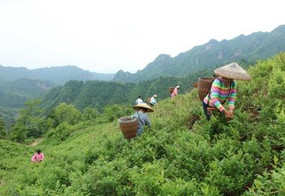 湖南张家界：“长寿藤茶”采摘忙