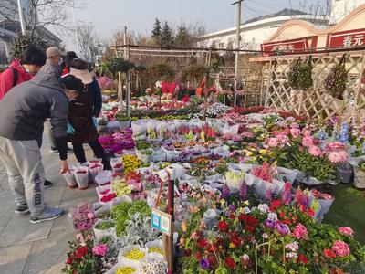 在这里能买到“春天”？枯桃花市人气旺