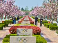 观海赏樱⑤|踏春好去处，青岛这处雕塑园里樱花烂漫