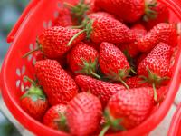 解锁“微度假”新模式！草莓大棚里正热闹