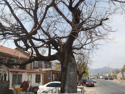 记者在现场| 乌衣巷村古树生长条件差 村民期待专业救治