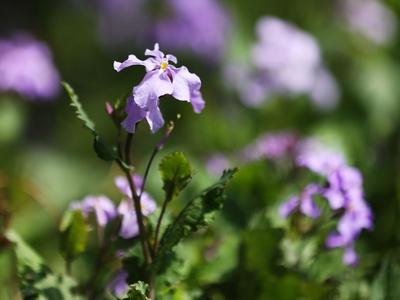春天的代言地，盛放的百花苑