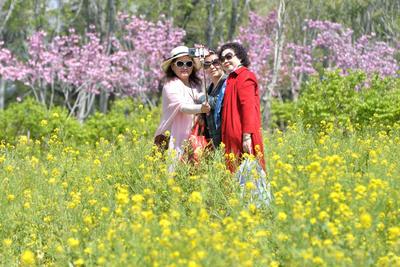 藏不住了，青岛这处油菜花海成网红打卡地