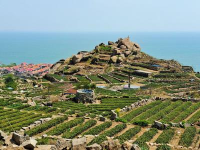 观海实拍：春天的第一杯香茗！崂山茶开始采摘啦