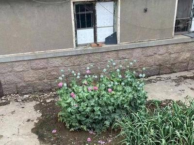 罂粟不是菜，种一棵也违法！青岛开发区公安“空地一体”巡查铲毒