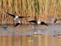 “大长腿”湿地撒欢 ？白沙河入海口水鸟云集 