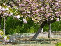 观海赏樱⑤|踏春好去处，青岛这处雕塑园里樱花烂漫