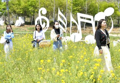 藏不住了，青岛这处油菜花海成网红打卡地