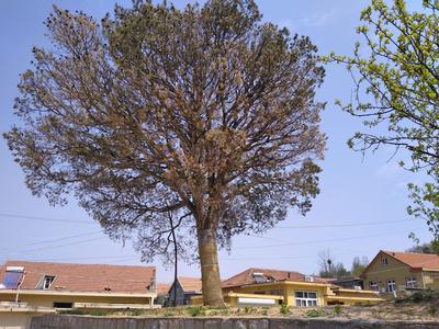 记者在现场｜超400岁白皮松已被施肥、浇水 村民期待古树复绿