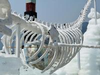 奥帆中心有条8米长的“鲸鱼”，超有故事