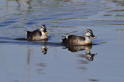 人类的好“胖”友！白沙河湿地迎来“稀客”