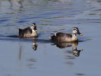 人类的好“胖”友！白沙河湿地迎来“稀客”