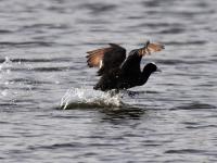 人类的好“胖”友！白沙河湿地迎来“稀客”