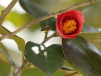 春天的代言地，盛放的百花苑