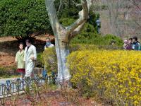 乱花渐欲迷人眼，植物园里春色赞！