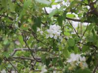 李村河生态公园：春日交响曲|口袋公园兜住“微幸福”①