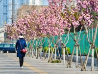 紫荆、海棠、丁香……人在城中，城在花中