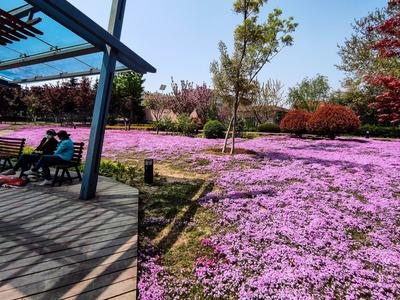 超美！青岛这处公园藏着一片粉红花海