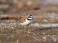 “大长腿”湿地撒欢 ？白沙河入海口水鸟云集 