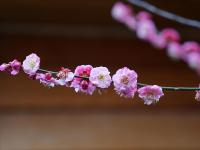 花花美，芽芽更萌！青岛的春天正在拥抱你