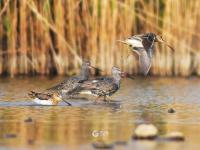 “大长腿”湿地撒欢 ？白沙河入海口水鸟云集 