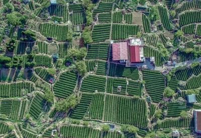 碧海、渔船、茶园……崂山“网红村”春景图