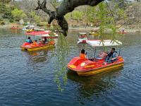 荡舟赏春！中山公园有个“宝藏景区”