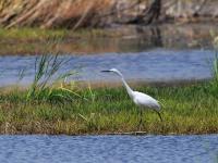 人类的好“胖”友！白沙河湿地迎来“稀客”