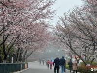 中山公园雾中赏樱