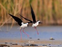 “大长腿”湿地撒欢 ？白沙河入海口水鸟云集 