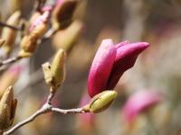 春天的代言地，盛放的百花苑