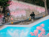 诗意青岛：这里有片“永不凋落”的樱花