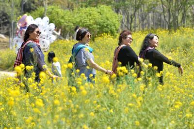 藏不住了，青岛这处油菜花海成网红打卡地