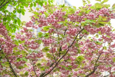 李村河生态公园：春日交响曲|口袋公园兜住“微幸福”①