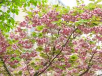 李村河生态公园：春日交响曲|口袋公园兜住“微幸福”①