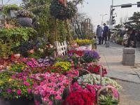 在这里能买到“春天”？枯桃花市人气旺