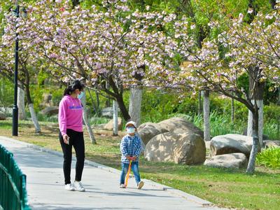观海赏樱⑤|踏春好去处，青岛这处雕塑园里樱花烂漫